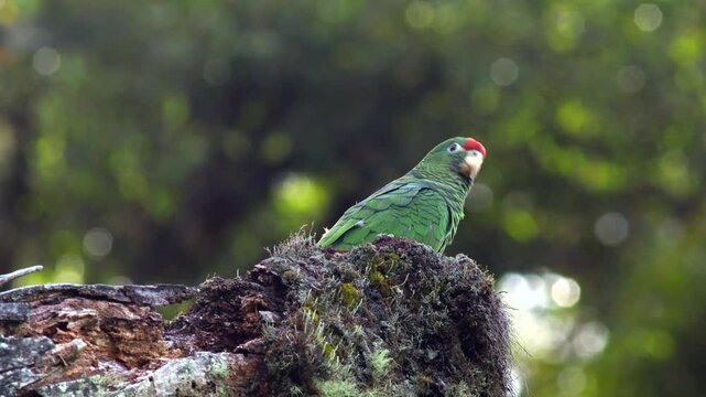 Endangered threatened Tucuman Parrot bird exotic wild in tropical rainforest jungle4