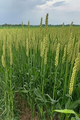 Naklejka premium Field of green wheat and rye or triticale grasses thriving in spring with cloudy skies