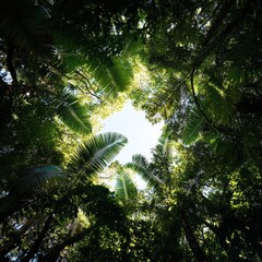 Obraz premium Lush Tropical Rainforest Canopy Looking Up at Sky, Sunlight Filtering Through Dense Foliage.
