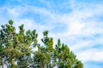 Pine tree branches on blue cloudy sky background. Pine needle. Natural wallpaper. Forest. Horizontal photo. No people, nobody. Banner. Copy space, blank, empty.
