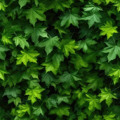 Green Lush Natural Background of Sycamore Leaves, Maple Leaves Frame Flat Lay, Beautiful Garden Foliage