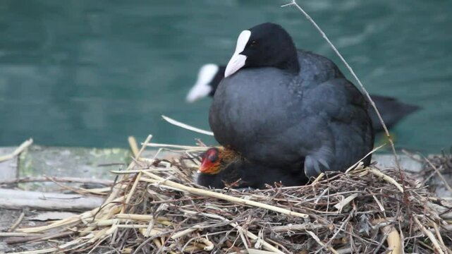 coot water bird in nest with newborn chicks lake garda