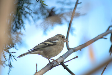 Female chaffinch (Fringilla coelebs) perched on tree branch. A finch among the branches. Bird, animal idea concept. Ornithology. Alone. Wildlife. 