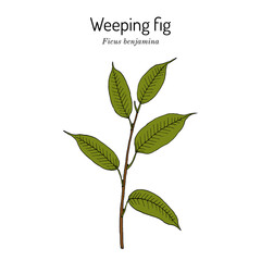Weeping or benjamin fig (Ficus benjamina), ornamental plant. Hand drawn vector illustration