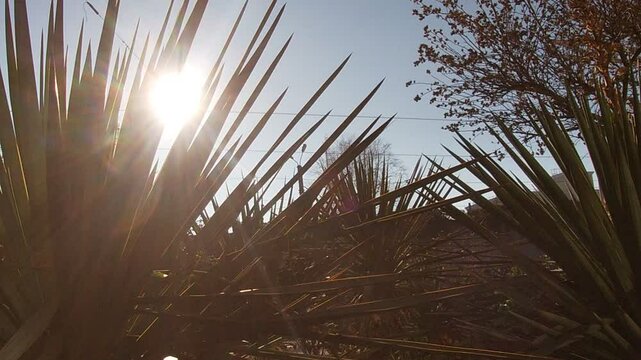 Sunshine through the bushes