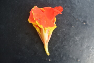 Isolated photo of Red Canna Indica or Indian Shot flower on black background