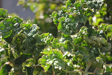 Fototapeta premium Close up photo of Aralia Black Polyscias plant in the garden