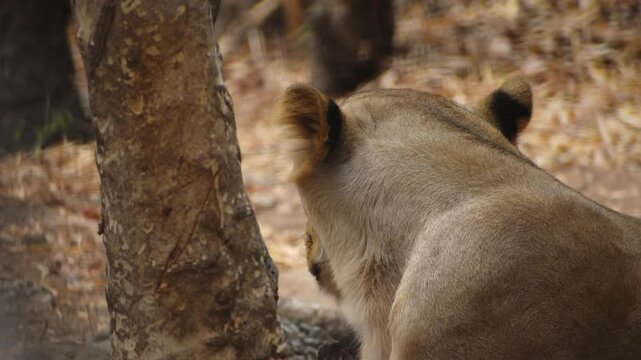 Closeup of lioness in the dry forest.