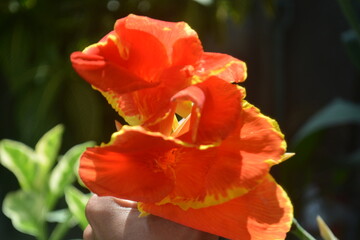 Close up photo of Red Canna Indica or Indian Shot flower in the garden