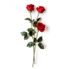 Obraz premium red roses stalk isolated on whirte background