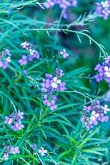 Fototapeta premium Flores violetas con hojas verdes de fondo.