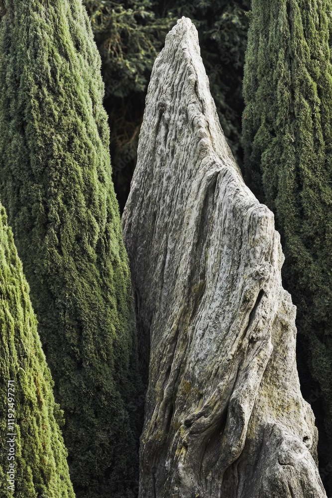 Poster a bird sits on top of a rock in a dense forest, surrounded by lush greenery