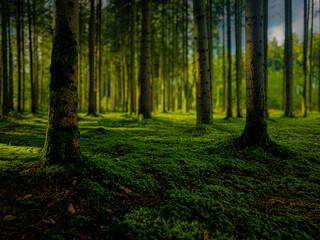 Obraz premium forest in the morning