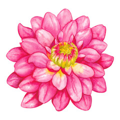 Pink dahlia flower on a white background. Watercolor illustration.