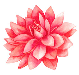 Pink dahlia flower on a white background. Watercolor illustration.