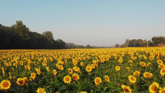 Tournesols