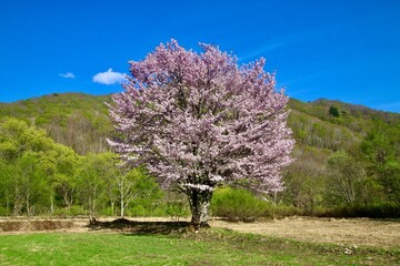 桧原の一本桜・山桜・裏磐梯（福島県・北塩原村）