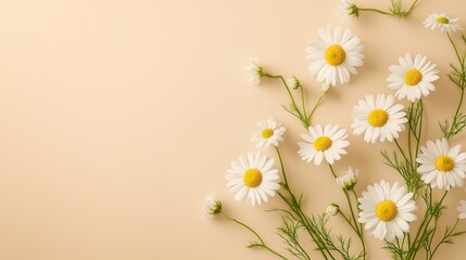 Beautiful white daisies bloom in a lush green spring meadow