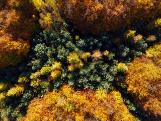 Aerial view over forest with fall colors
