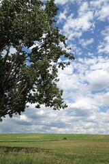 Obraz premium Feld in der Wetterau