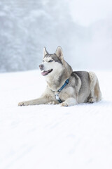 Husky dog lying in snow close-up