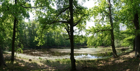 Teich bei Patershausen