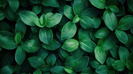 A dense arrangement of vibrant green leaves, showcasing various shapes and sizes against a dark background.