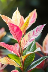 Obraz premium Tropical Plant Leaves Abstract Background, Generative AI