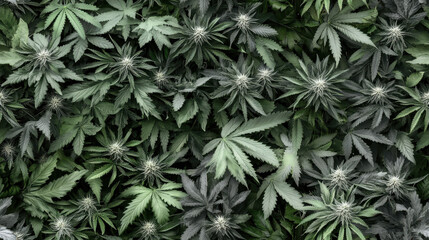 Close-up of Cannabis Plants in a Grow Room