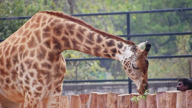 Closeup of African giraffe feeding leaves at zoo.