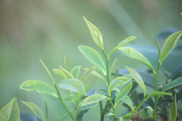 A bunch of green leaves on a plant