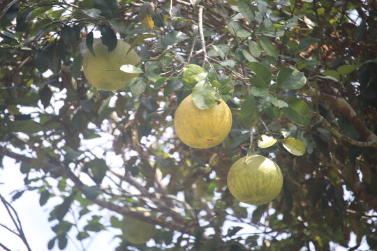 Three large fruits hanging from a tree