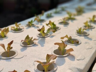 A row of plants are growing in small holes in a white surface