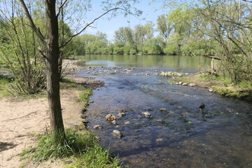 Muendung der Rodau in den Main