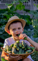 little boy with a basket of cucumbers in his hands. Selective focus