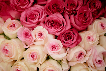 Top down shot of opened bud of beautiful pink and white roses