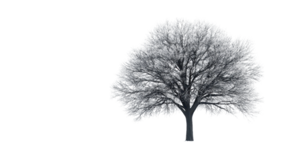 Solitary Winter Tree in Snowy Field Cold Season Landscape