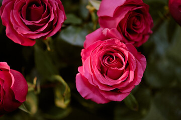 High angle shot of adorable opened bud of pink rose illumed with warm sunray
