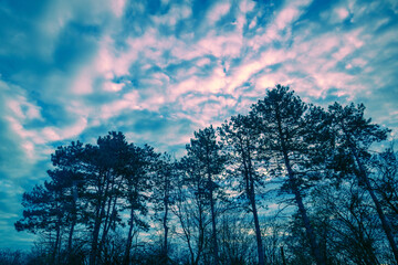 Obraz premium Pine forest against sunset cloudy sky. Nature background