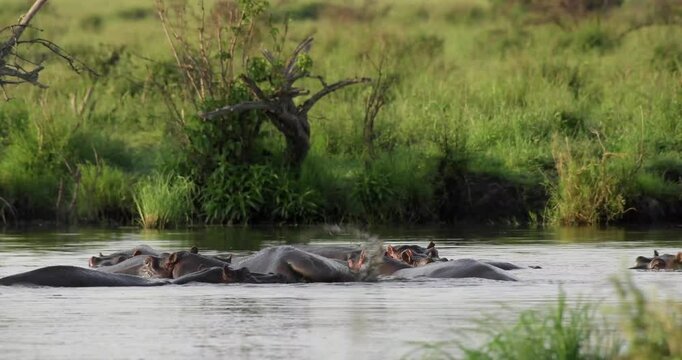 Majestic Hippopotamus in its Natural Habitat at an African Waterhole on a Sunny Day &ndash; Safari Adventure in Uganda