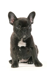 Bouledogue français - Chiot - Studio