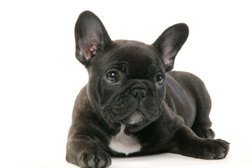 Bouledogue français - Chiot - Studio