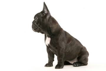 Bouledogue français - Chiot - Studio