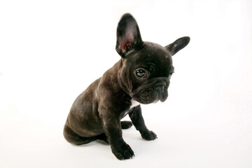 Bouledogue français - Chiot - Studio