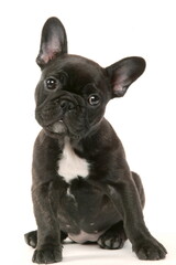 Bouledogue français - Chiot - Studio