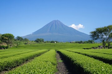 Fototapeta premium Serene Tea Bushes with Towering Mountain View