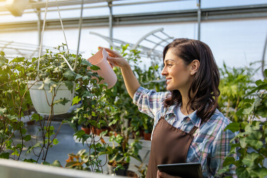 Young dark-haired woman working in a glasshouse checking plants condition