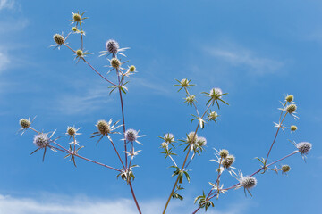 Stems of flat bluebell Eryngium planum with spiky blue flowers against a clear blue sky.