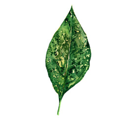 Watercolor leaf isolated on white background.