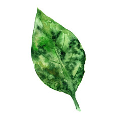 Watercolor leaf isolated on white background.